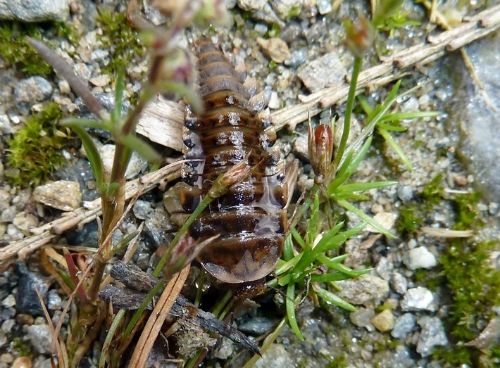 Larva di Silphidae